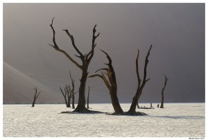 Намибия. Мертвый лес