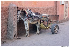 Тележка с осликом - основной вид транспорта в Медине