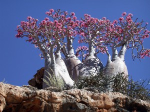 Пустынная роза. Остров Сокотра