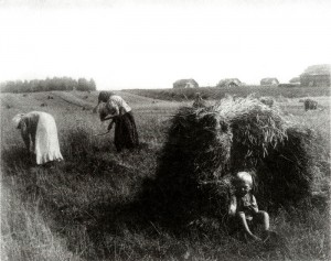 Сбор урожая